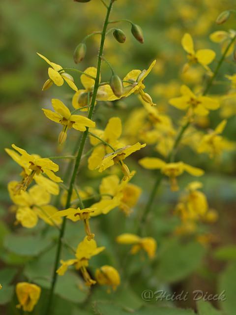 Epimedium Frohnleiten.JPG